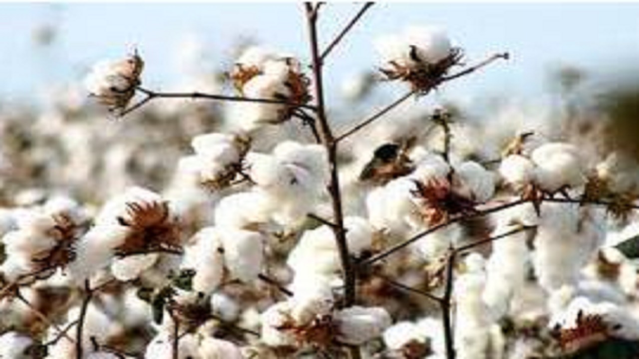 اولین کشت طلای سفید در بهشهر