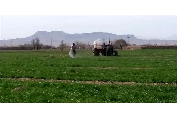 17 هزار هکتار مزارع جو مازندران مبارزه شیمیایی شد