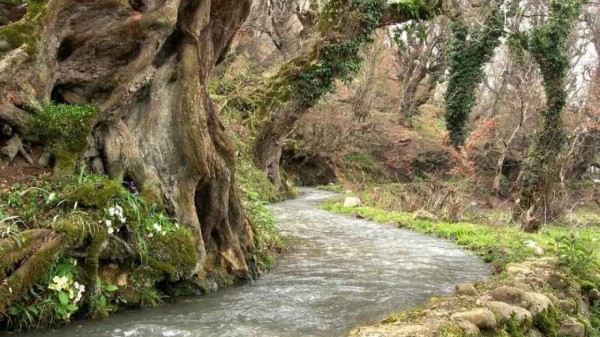 میزان روان‌آب رودخانه‌های دائمی مازندران ۴۵ درصد کاهش یافت