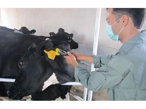 هویت گذاری 170 هزار راس دام در ساری