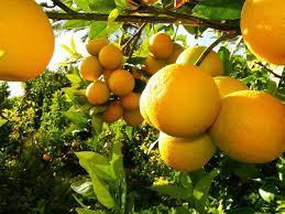 اصول فنی برداشت و ذخیره‌سازی مرکبات