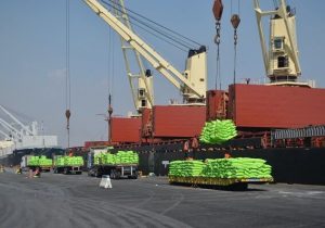 برنج هوایی شد| تیشه واردات بر ریشه شالیزار