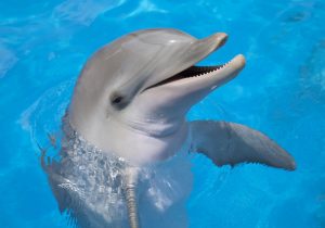 مغز دلفین‌ها تغییراتی شبیه آلزایمر را نشان می‌دهد