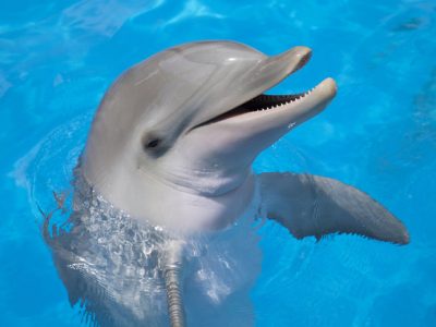 مغز دلفین‌ها تغییراتی شبیه آلزایمر را نشان می‌دهد