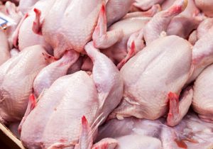 صادرات مرغ مازندران نیازمند زیرساخت و تسهیلات صادراتی است