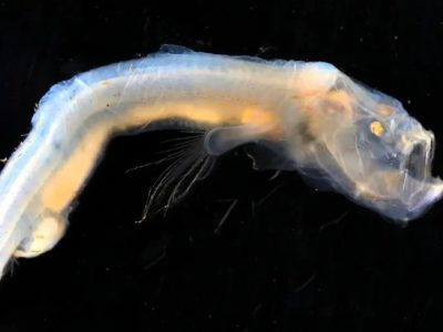 کشف موجودات دریایی عجیب و ترسناک در اعماق اقیانوس