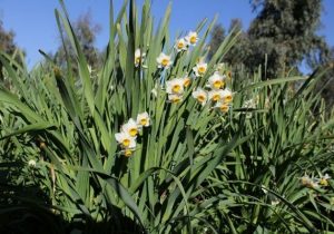 گلهای نرگس مسافران بهشت شدند