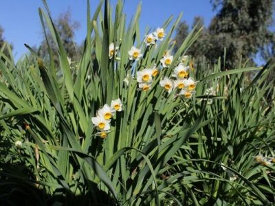 گل‌های نرگس‌ مسافران بهشت شدند