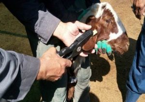 پلاک‌کوبی دام راهکاری برای جلوگیری از قاچاق در مازندران