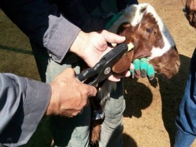 پلاک‌کوبی دام راهکاری برای جلوگیری از قاچاق در مازندران