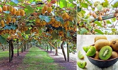 کیوی مازندران در پی بازارهای جهانی