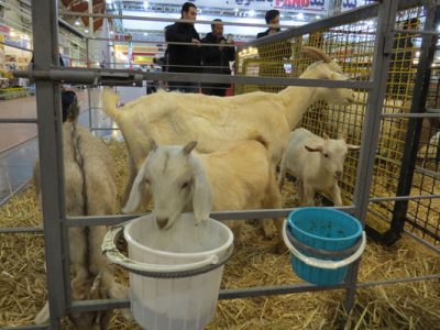 تولید دستگاه اندازه گیری الیاف خوراک دام و طیور