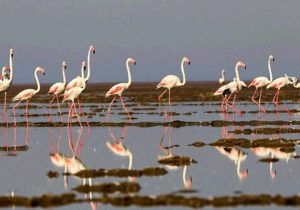 سفر بی بازگشت مهمانان سیبری/ بفرمائید غذای ویژه سرآشپز!