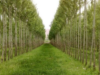 باغداران به کمک هیرکان آمدند/ صنعت مازندران تشنه چوب