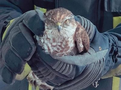 نگهداری پرندگان نایاب در ویلای شخصی/ دستگیری قاچاقچی پرندگان