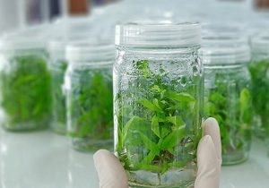 آرزوی نخبه کارآفرین/ نشُدها در سایه پشتکار شُد می‌شود