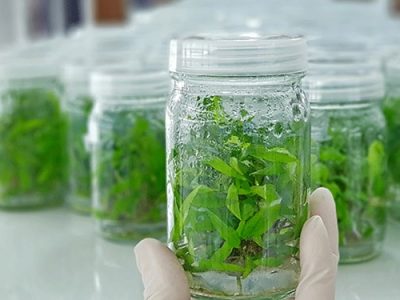 آرزوی نخبه کارآفرین/ نشُدها در سایه پشتکار شُد می‌شود