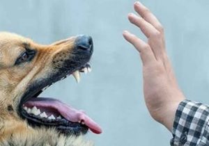 مازندران سومین استان دارای بیشترین موارد حیوان ‌گزیدگی در کشور است