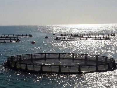 ماهی در قفس، سرمایه گذاری رهایی بخش؛ فرصتی بکر برای اهالی مازندران