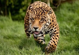 شب‌گردی پلنگ ایرانی در جنگل‌های سوادکوه