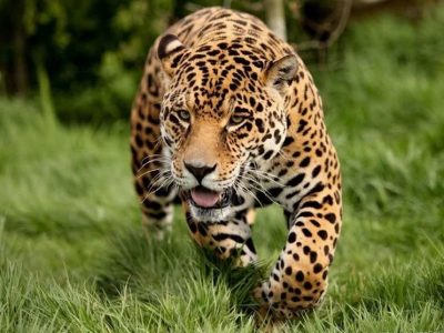 شب‌گردی پلنگ ایرانی در جنگل‌های سوادکوه