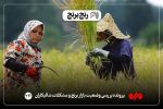 وعده های پارسال سراب شد/ برنج همچنان آواره انبارها است