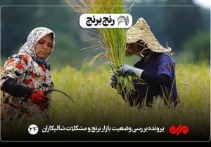 وعده های پارسال سراب شد/ برنج همچنان آواره انبارها است