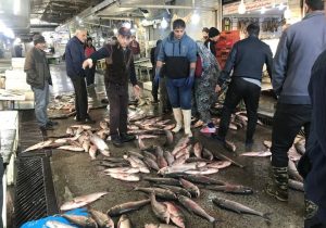 عملیاتی شدن حل معضل ساحل خوابی ۳۵ ساله زباله فریدونکنار