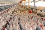 تکاپوی تولیدکنندگان مرغ برای بازار نوروزی و ماه رمضان