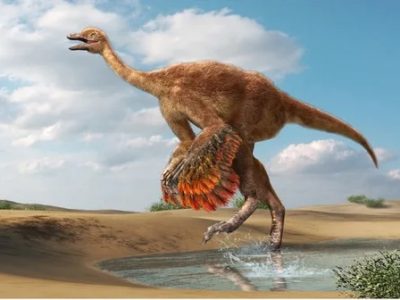 کشف راز تکامل موجودی عجیب به نام فیل مرغ