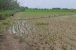 تهدید خشکسالی برای ۸۰ هزار هکتار از شالیزارهای ساری و میاندورود