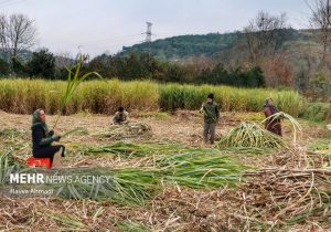 نی هایی که کام ایران را شیرین می کند/ مازندران قطب شکر سرخ