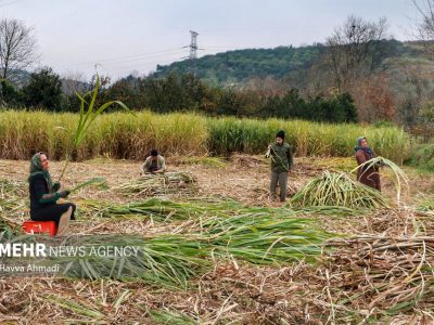 نی هایی که کام ایران را شیرین می کند/ مازندران قطب شکر سرخ
