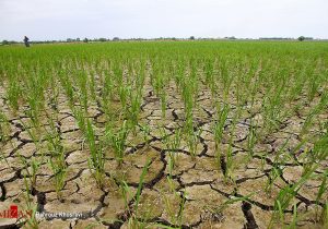 خشکسالی پا روی گلوی کشاورز گذاشت