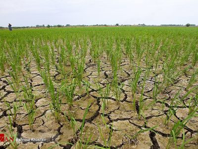 خشکسالی پا روی گلوی کشاورز گذاشت