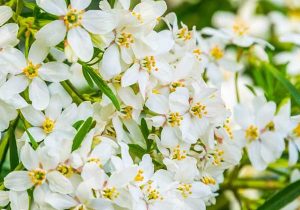 عطر بهارنارنج در کوچه پس کوچه‌های شمال