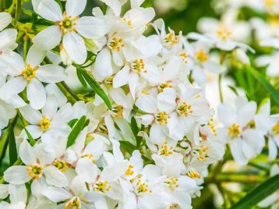 عطر بهارنارنج در کوچه پس کوچه‌های شمال