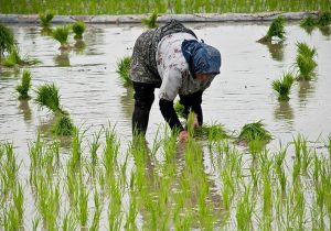 رنج بی‌گنج