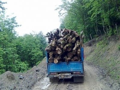 تیشه به ریشه جنگلهای شمال