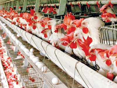 حال مرغدار خوش نیست