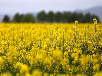 تکرار تراژدی برنج در گندمزارها