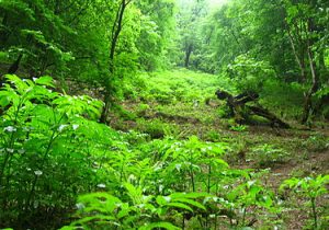 چالشی به نام مدیریت پایدار جنگل