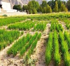 عبور از خشکسالی با خُشکه کاری