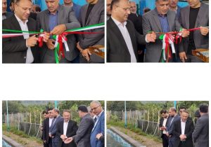 شیلات از اجرای طرح های توسعه پرورش ماهیان خاویاری در مازندران حمایت کامل خواهد کرد.