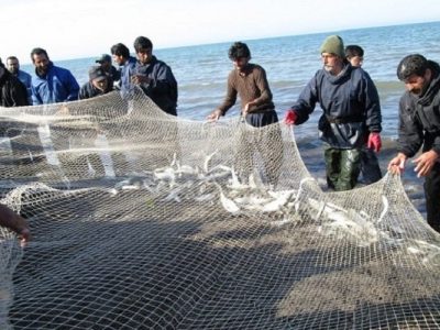 قیمت آزاد ماهی شمال