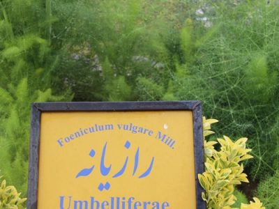 نسخه شفابخش درمانگران گیاهی