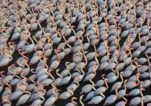 پرواز فلامینگوها از سرای پرندگان تا مجلس