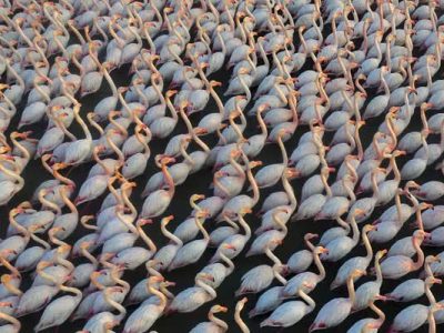 پرواز فلامینگوها از سرای پرندگان تا مجلس