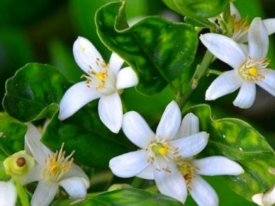 بوی بهار نارنج