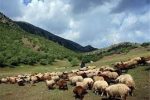 دامداران غیرمجاز به جان مراتع افتادند